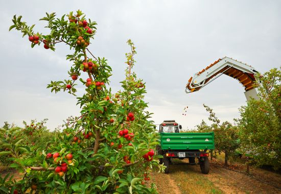 Russia Agriculture Apple Harvesting