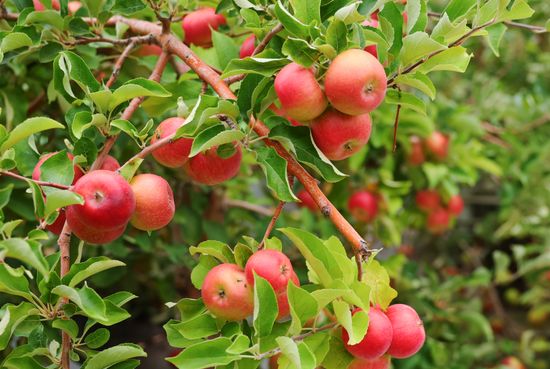 Russia Agriculture Apple Harvesting