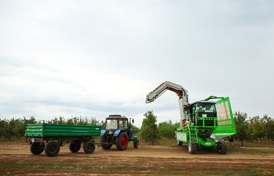 Russia Agriculture Apple Harvesting