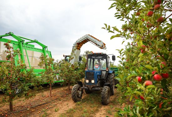 Russia Agriculture Apple Harvesting
