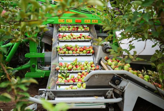 Russia Agriculture Apple Harvesting