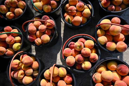 Russia Agriculture Peach Harvesting