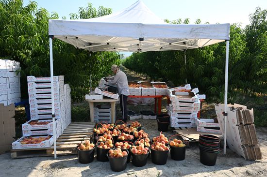 Russia Agriculture Peach Harvesting