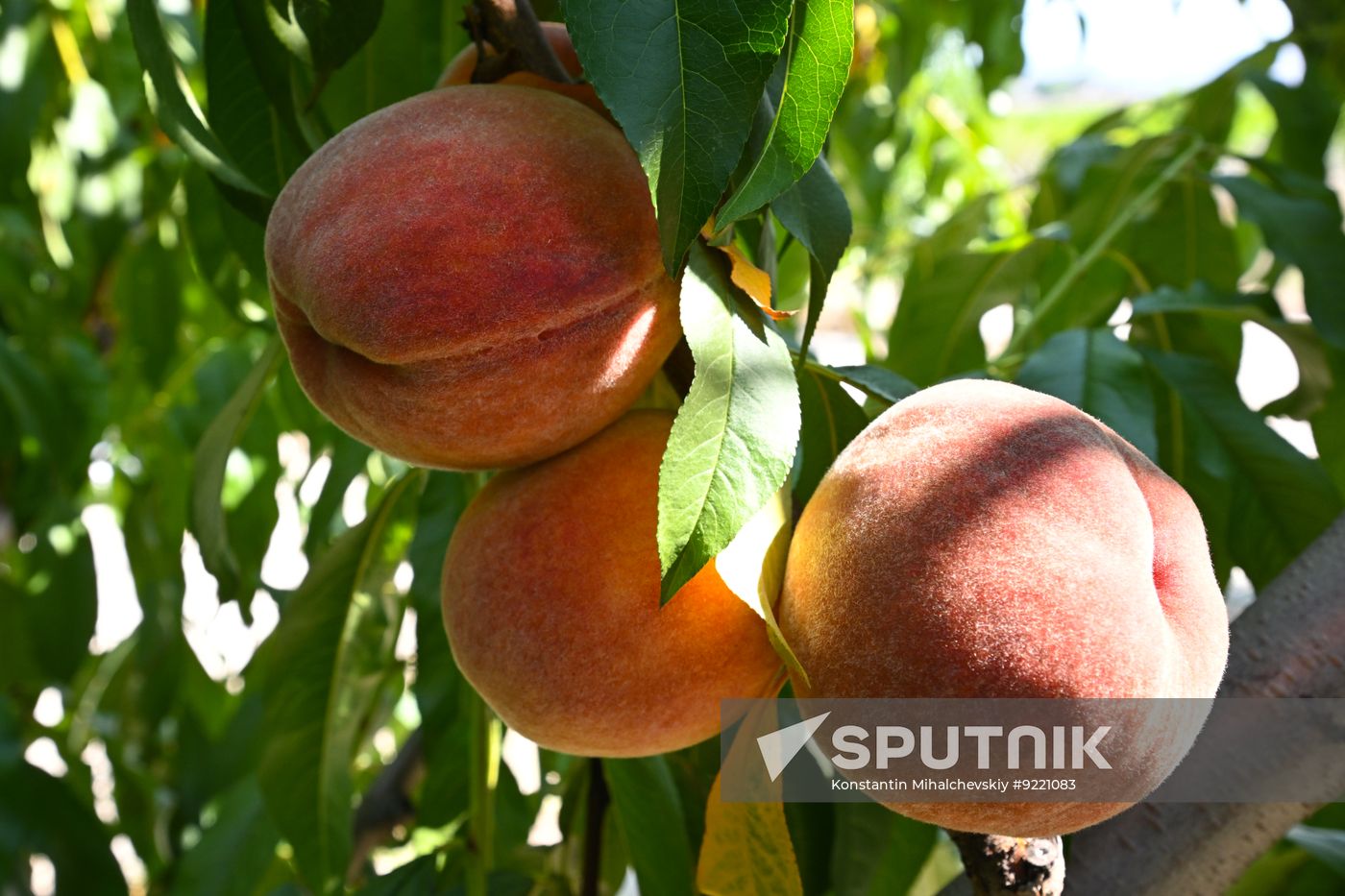 Russia Agriculture Peach Harvesting