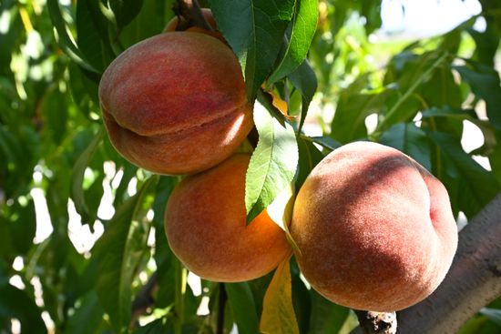 Russia Agriculture Peach Harvesting