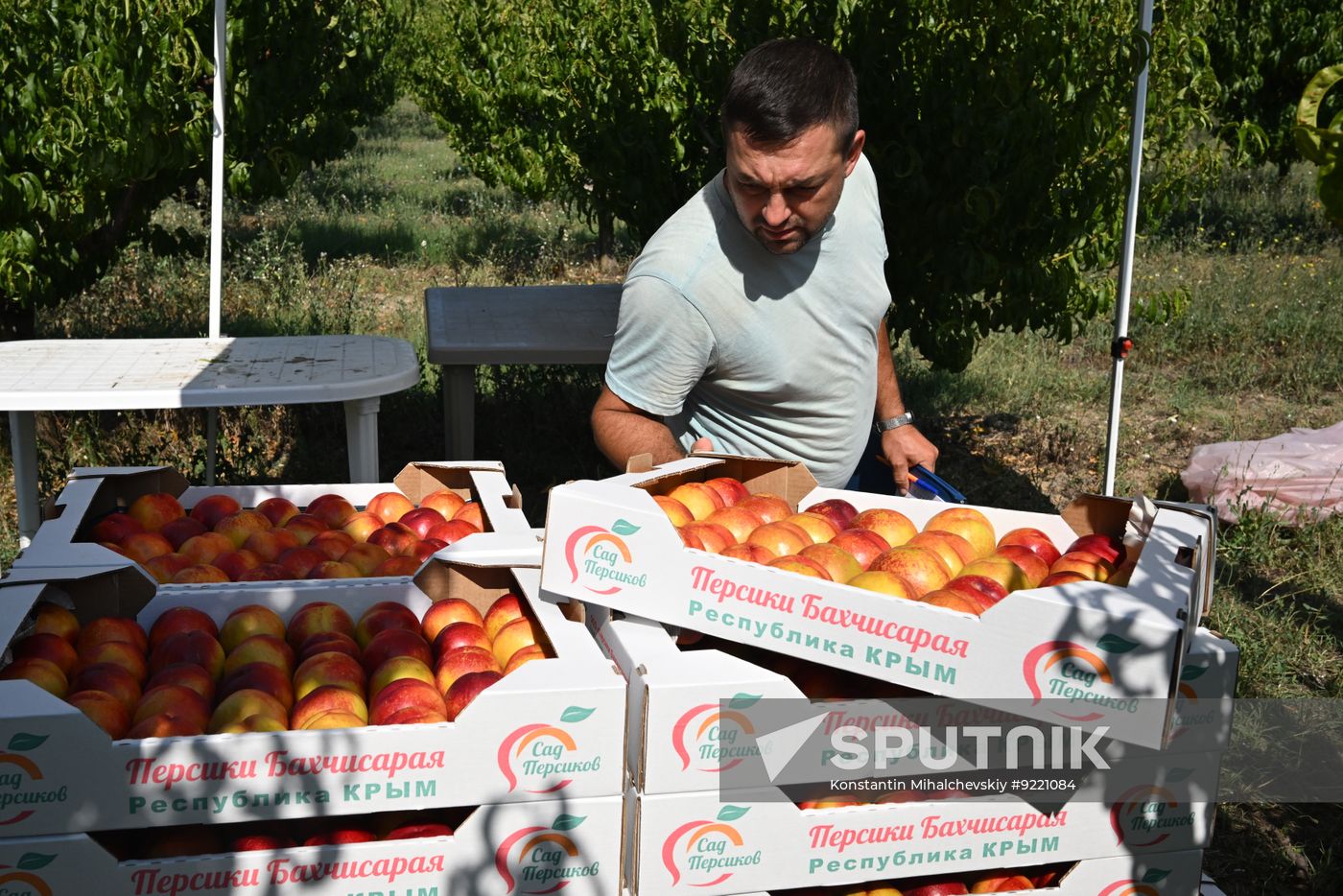 Russia Agriculture Peach Harvesting