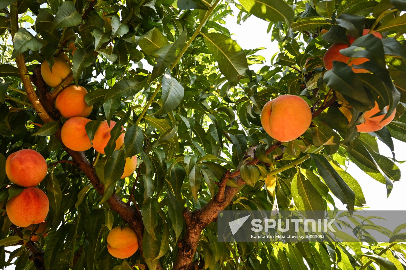 Russia Agriculture Peach Harvesting