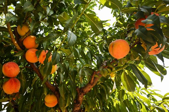 Russia Agriculture Peach Harvesting