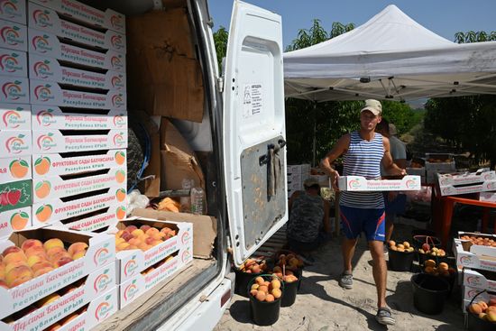 Russia Agriculture Peach Harvesting