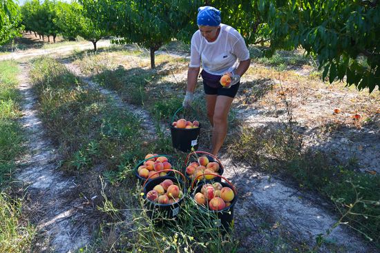 Russia Agriculture Peach Harvesting