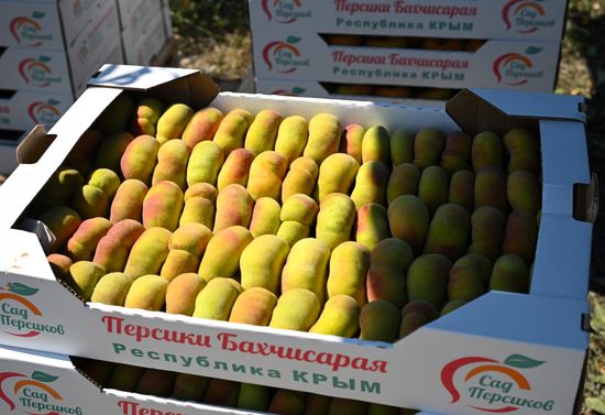 Russia Agriculture Peach Harvesting