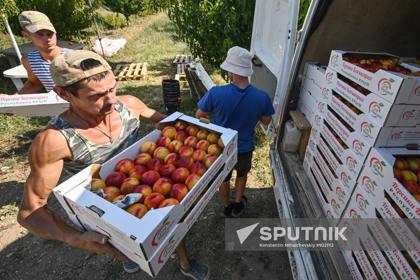 Russia Agriculture Peach Harvesting