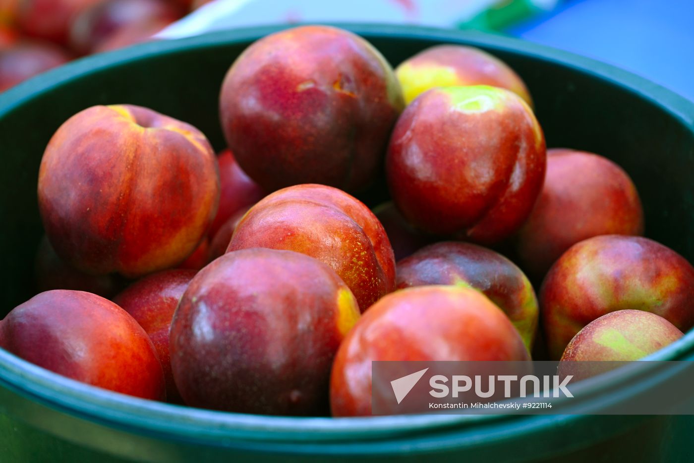 Russia Agriculture Peach Harvesting