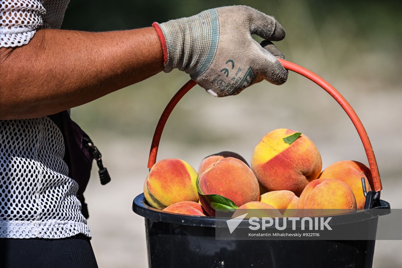 Russia Agriculture Peach Harvesting