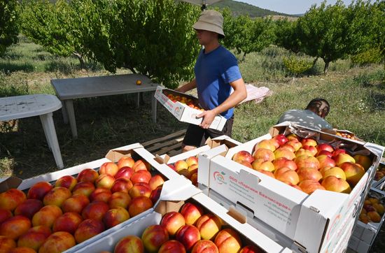 Russia Agriculture Peach Harvesting
