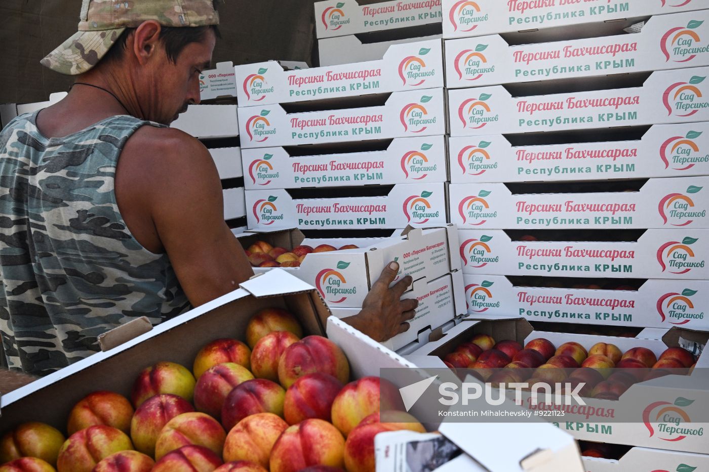 Russia Agriculture Peach Harvesting