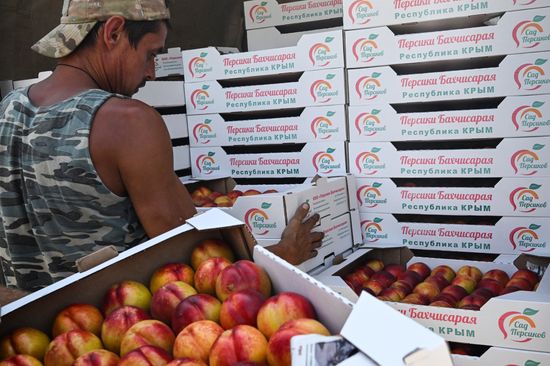 Russia Agriculture Peach Harvesting