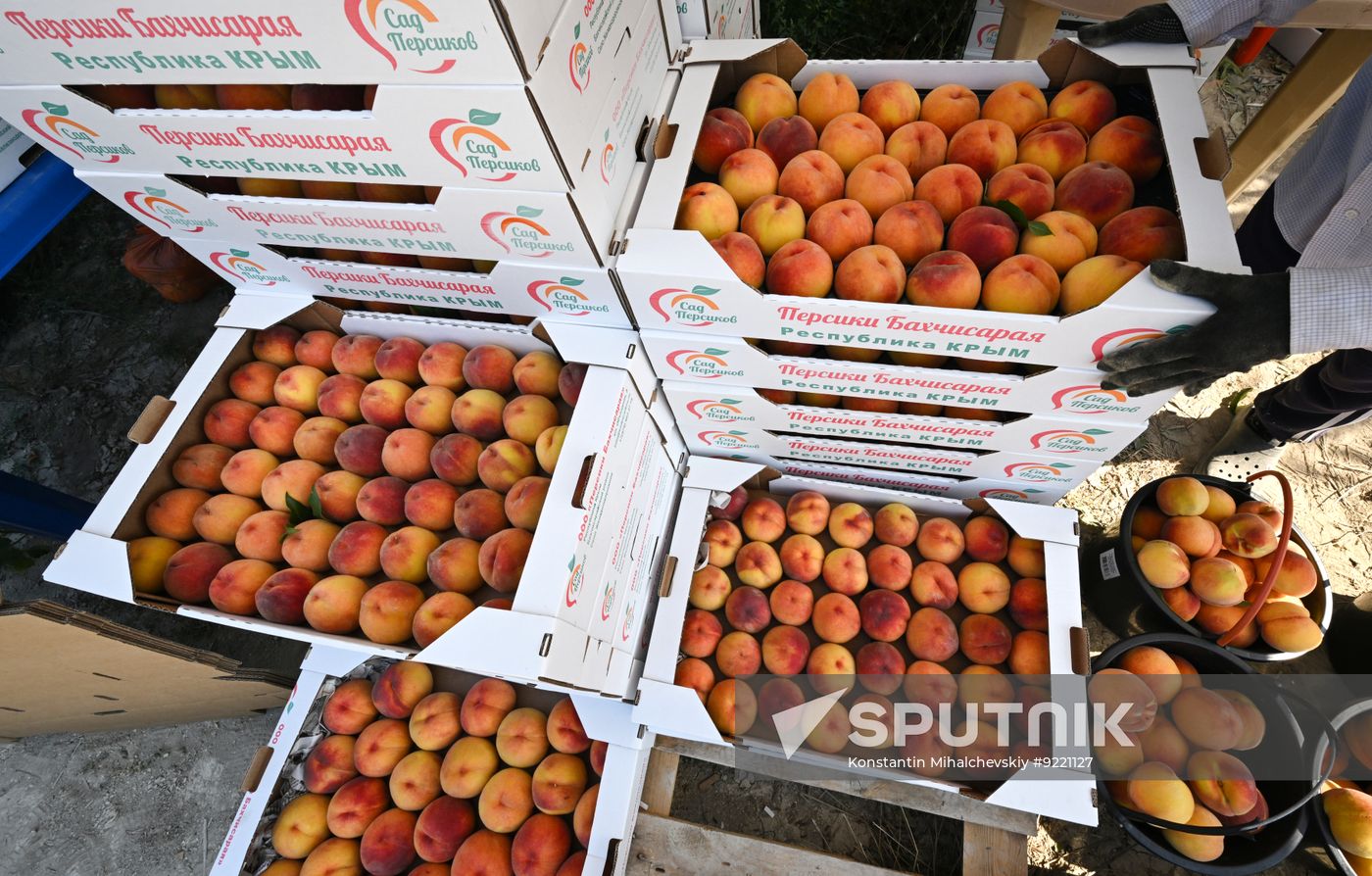 Russia Agriculture Peach Harvesting