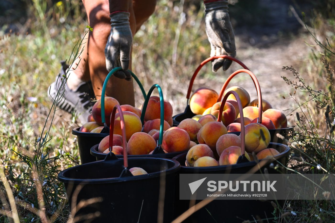 Russia Agriculture Peach Harvesting