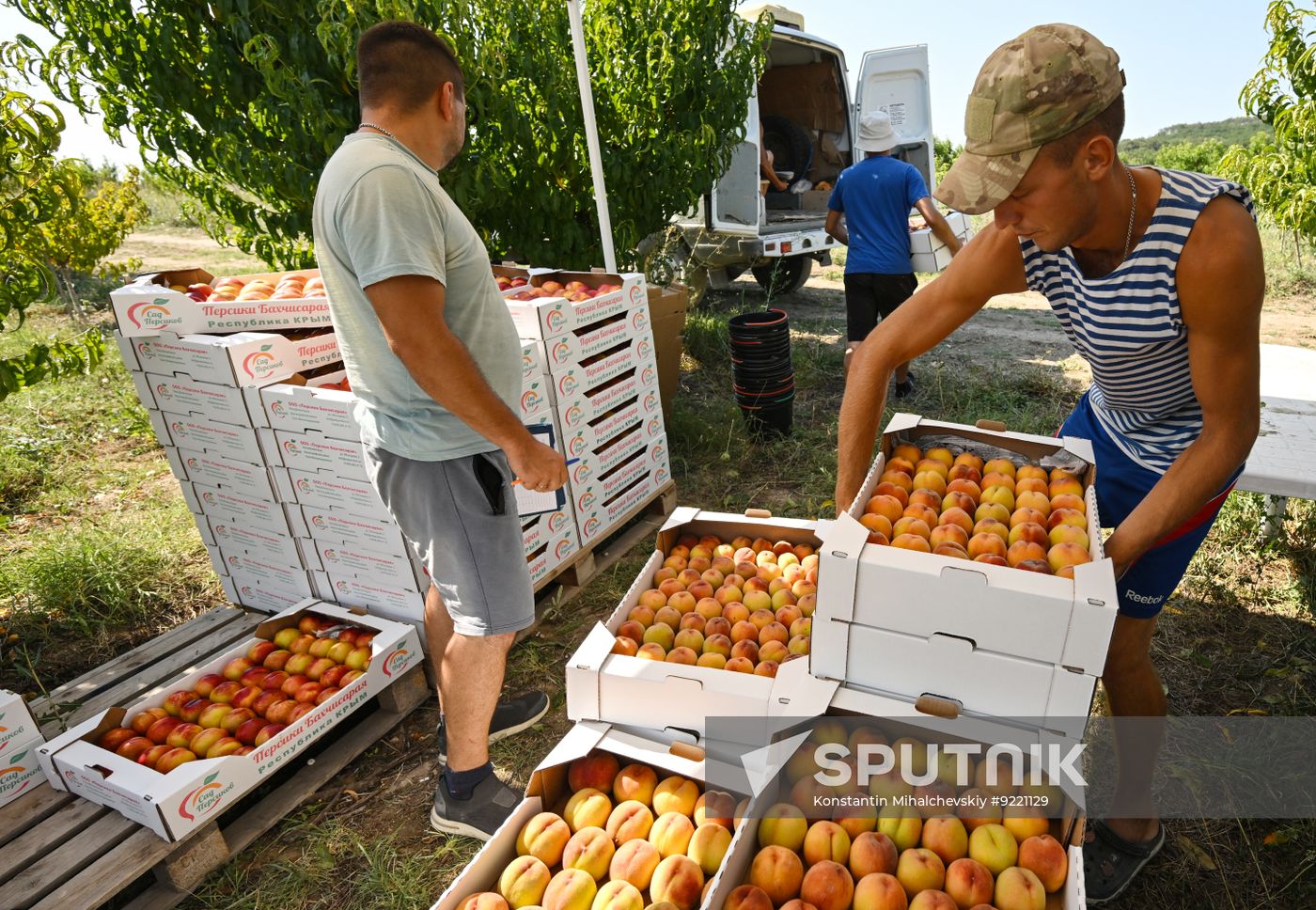 Russia Agriculture Peach Harvesting
