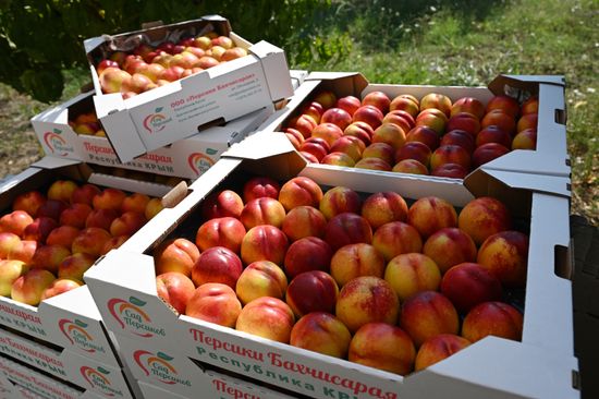 Russia Agriculture Peach Harvesting