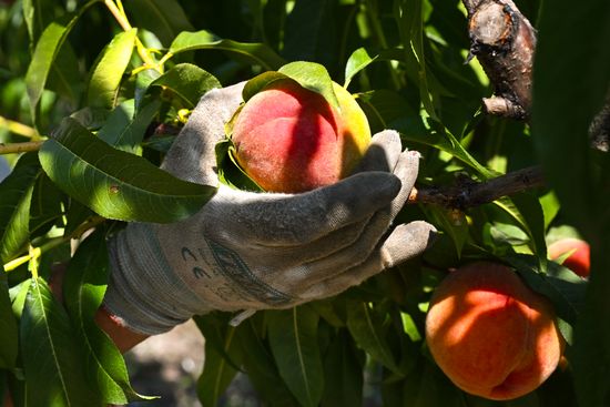 Russia Agriculture Peach Harvesting
