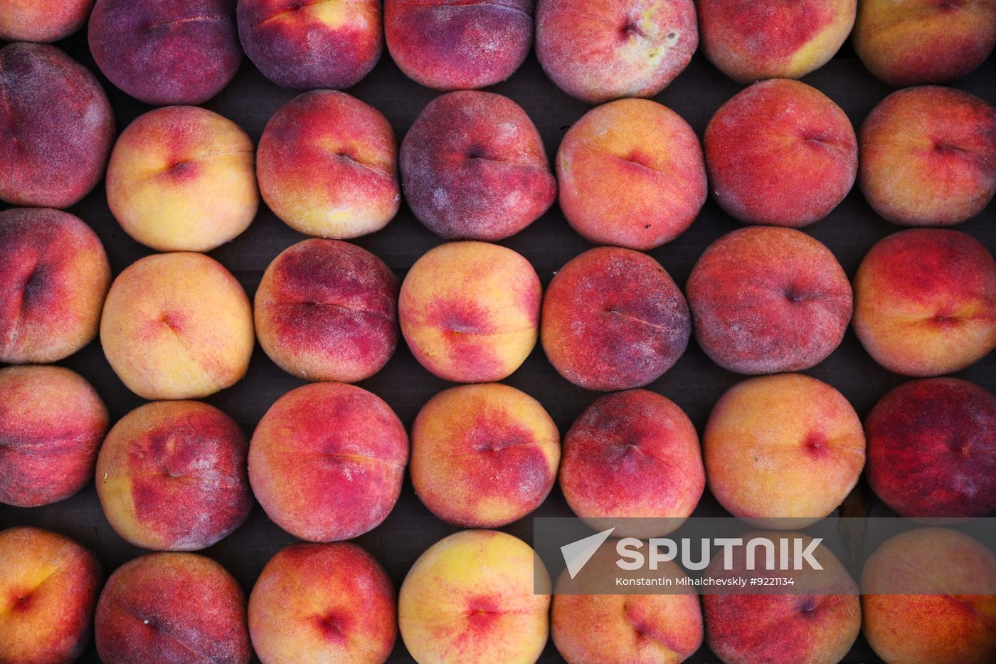 Russia Agriculture Peach Harvesting