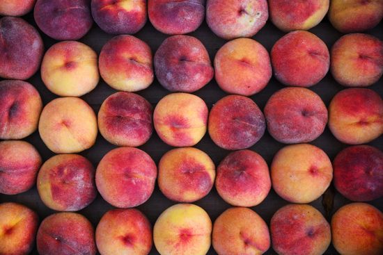 Russia Agriculture Peach Harvesting