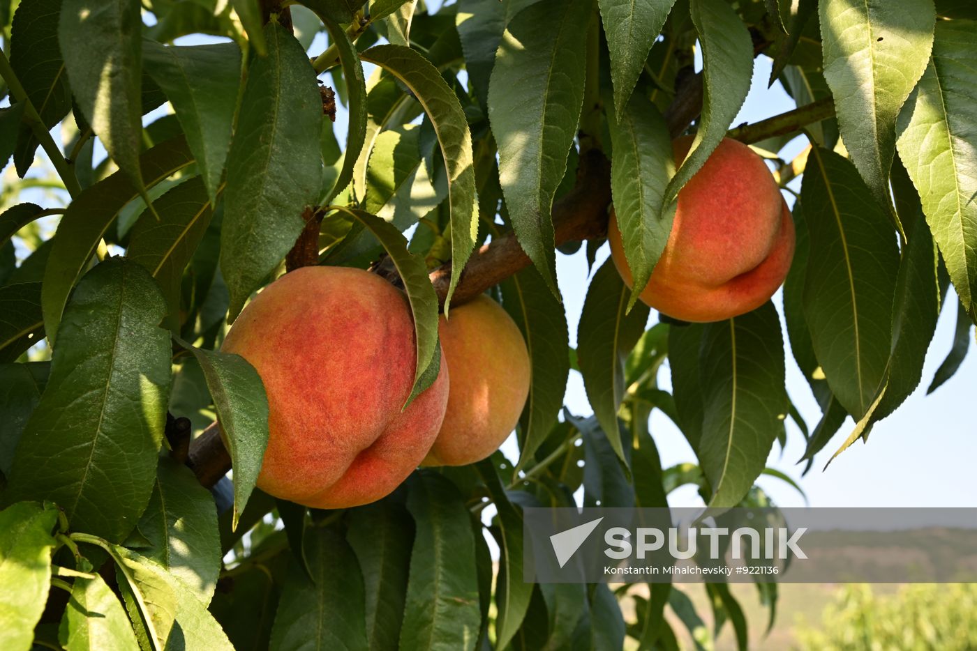 Russia Agriculture Peach Harvesting