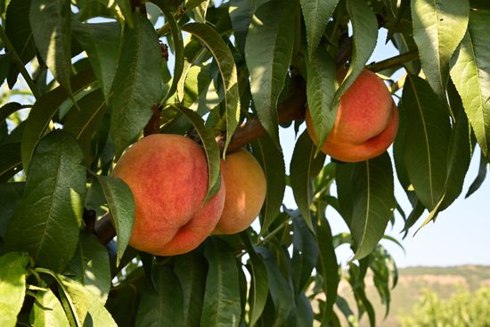 Russia Agriculture Peach Harvesting