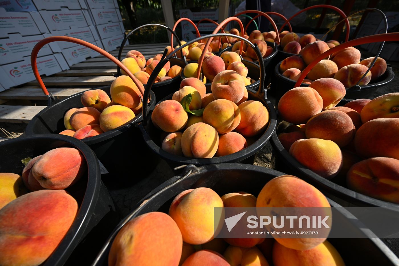 Russia Agriculture Peach Harvesting