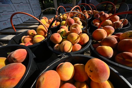 Russia Agriculture Peach Harvesting