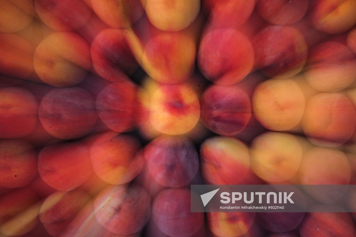 Russia Agriculture Peach Harvesting