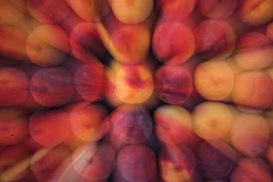 Russia Agriculture Peach Harvesting