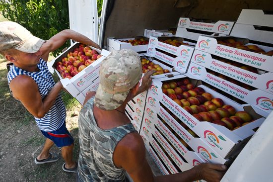 Russia Agriculture Peach Harvesting