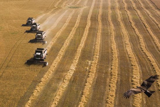 Russia Agriculture Grain Harvesting