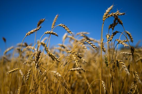 Russia Agriculture Grain Harvesting