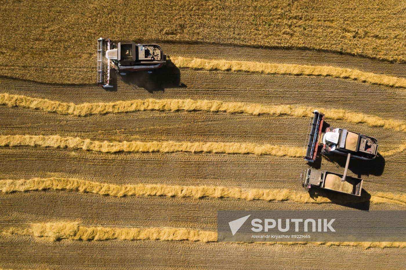 Russia Agriculture Grain Harvesting