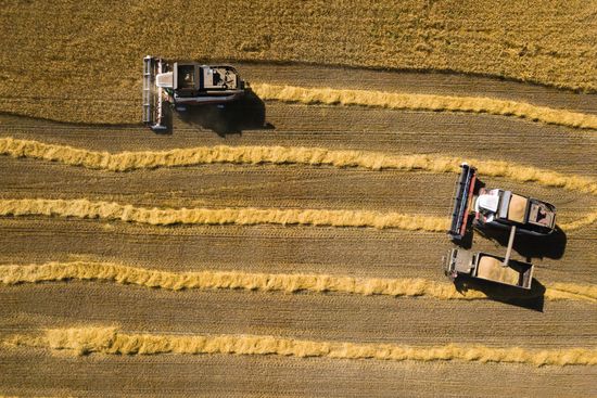 Russia Agriculture Grain Harvesting