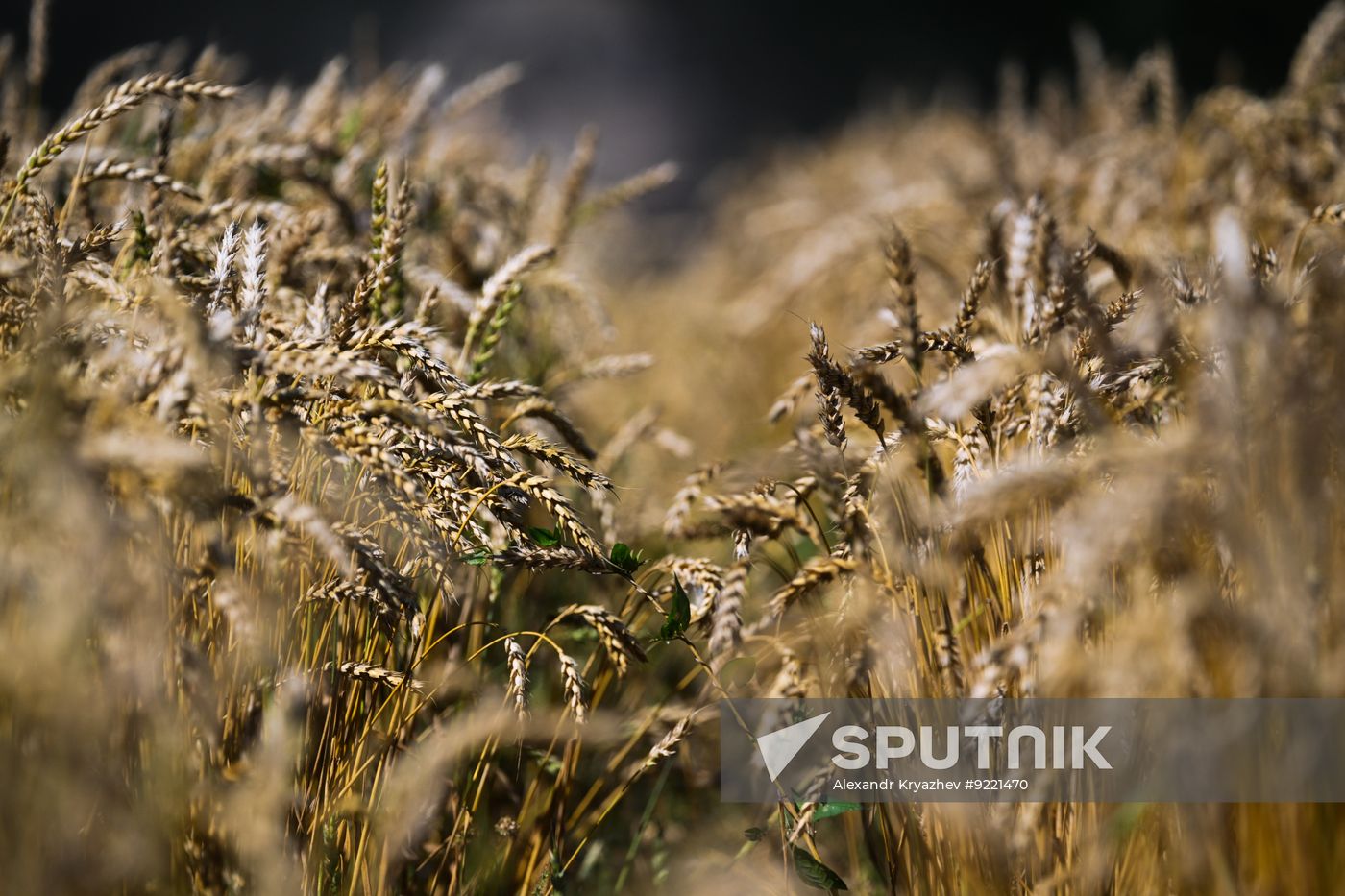 Russia Agriculture Grain Harvesting