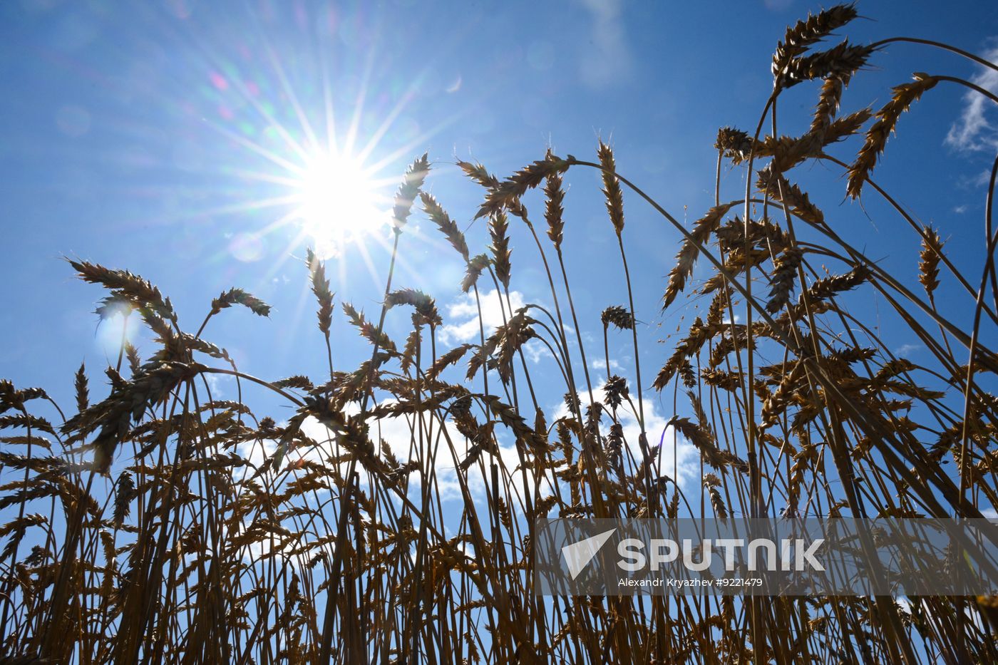 Russia Agriculture Grain Harvesting