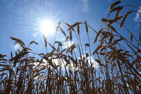 Russia Agriculture Grain Harvesting