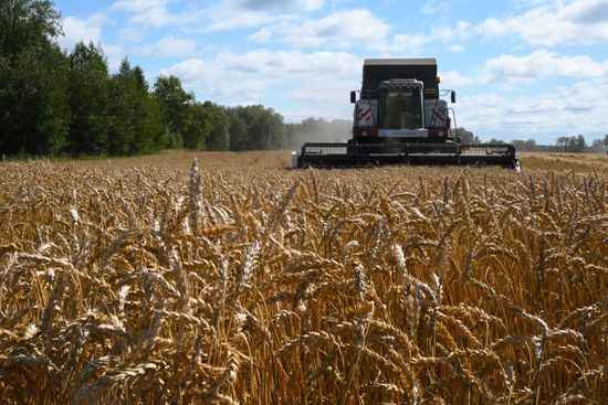 Russia Agriculture Grain Harvesting