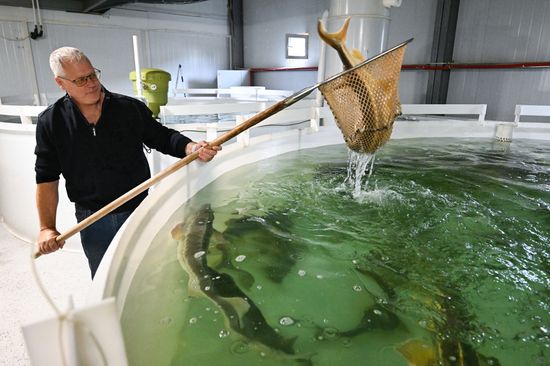 Russia Fish Industry