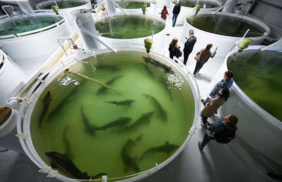 Russia Fish Industry