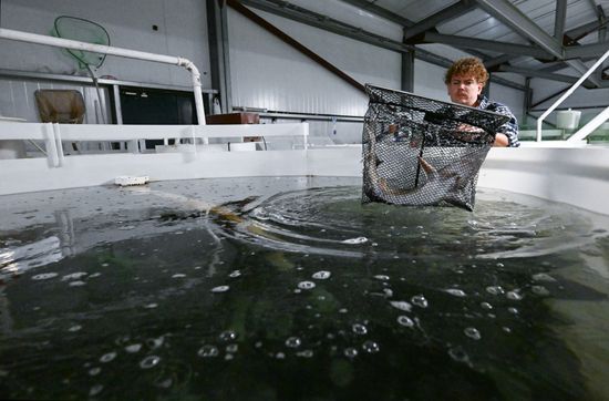 Russia Fish Industry