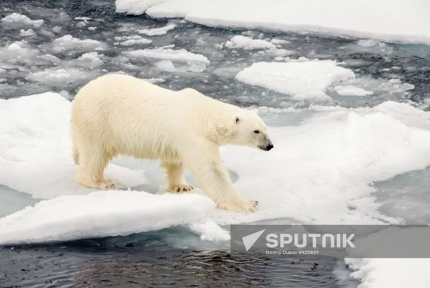 Russia North Pole Icebreaker Expedition