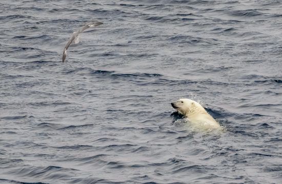 Russia North Pole Icebreaker Expedition