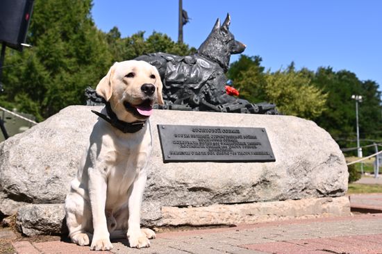 Russia Frontline Dog Day