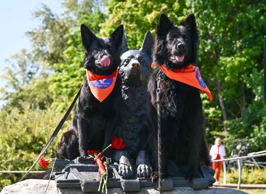 Russia Frontline Dog Day